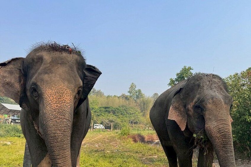 Chiang Mai Half-Day Tour Elephant Sanctuary. Herbal Ball Making 4