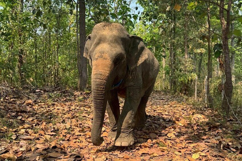 Chiang Mai Half-Day Tour Elephant Sanctuary. Herbal Ball Making 3