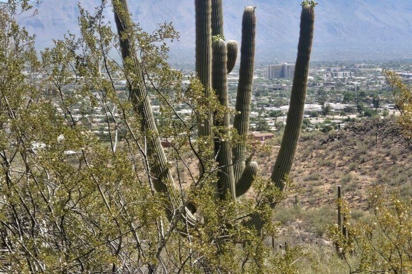 A large cactus with multiple arms, a desert landscape, and a distant cityscape. 5