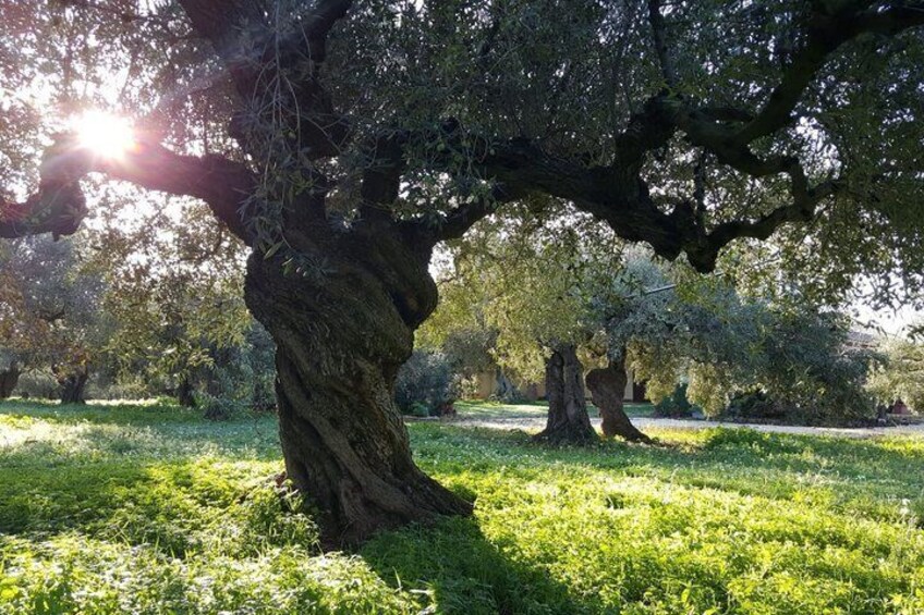 A large tree with a twisted trunk in a grassy field with sunlight filtering through the leaves. 1