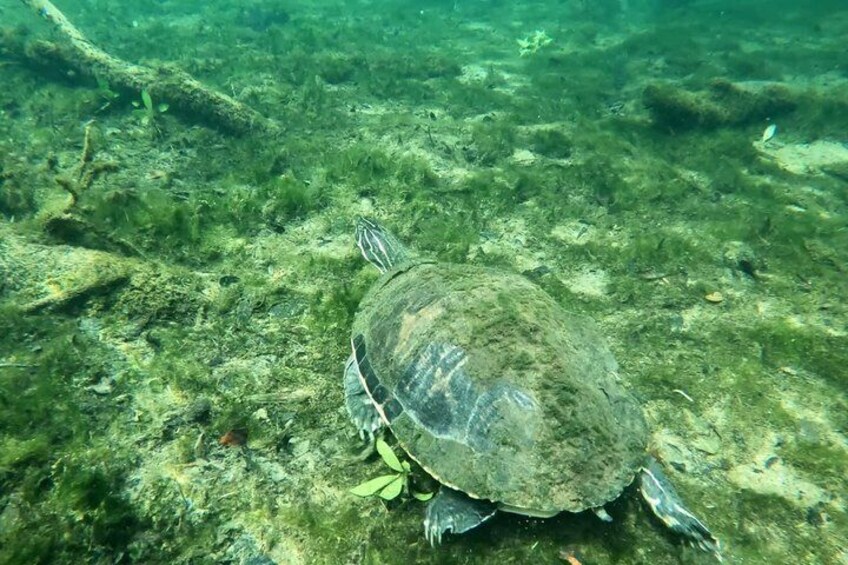 A turtle swimming underwater. 3