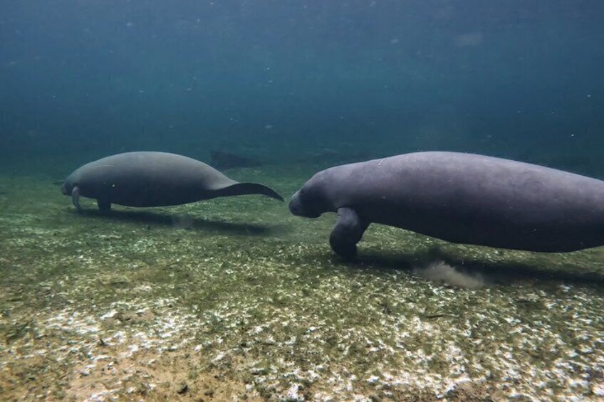 Two large aquatic mammals swimming underwater. 2
