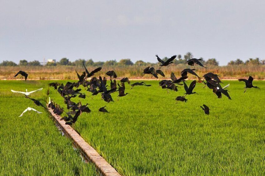 A flock of birds flying over a green field with a wooden fence. 3