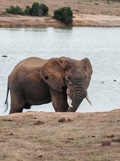 An elephant near a body of water with dry grassland and sparse vegetation in the background. 1