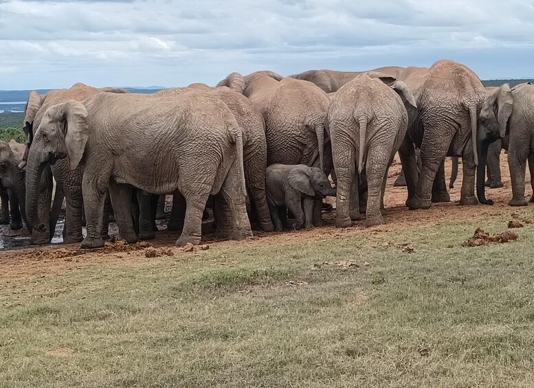 A herd of elephants standing in a line on a grassy field with a cloudy sky in the background. 4