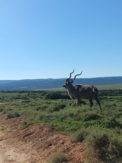 A large antelope with long horns standing in a grassy field with hills in the background. 2