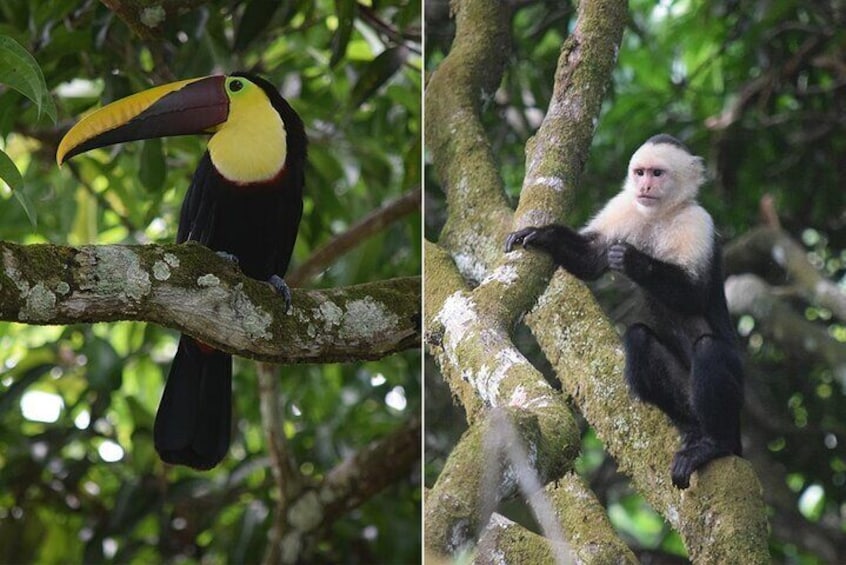 A toucan perched on a tree branch and a monkey on a tree branch. 4