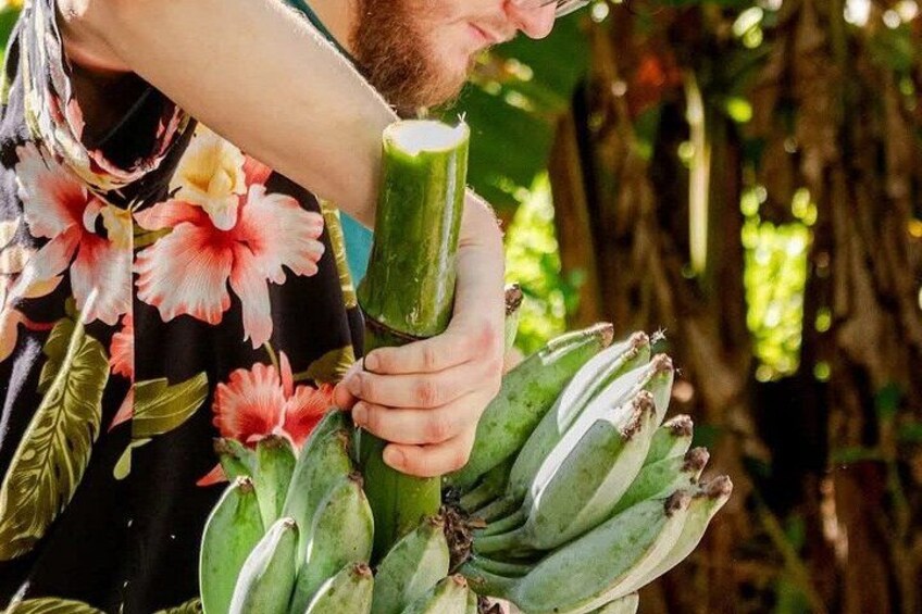 A person holding a bunch of green bananas. 4