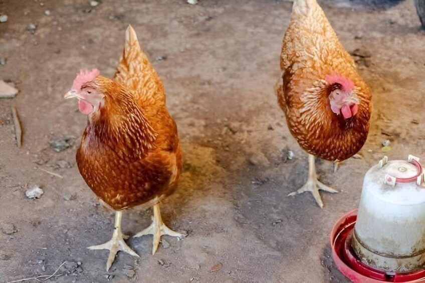 Two chickens standing on a dirt ground with a red and white object nearby. 5