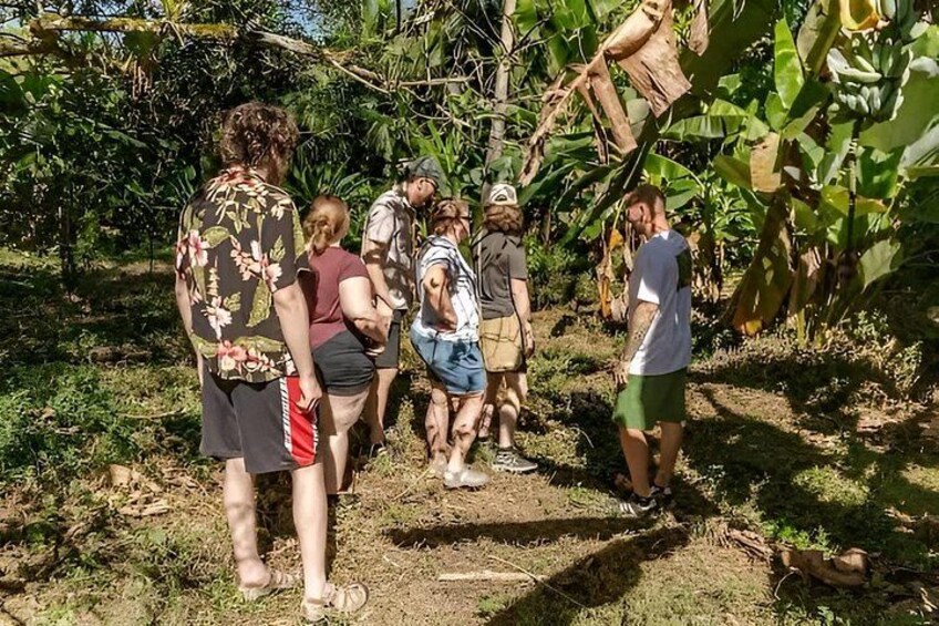 A group of people in a tropical outdoor setting, surrounded by lush greenery and banana trees. 2
