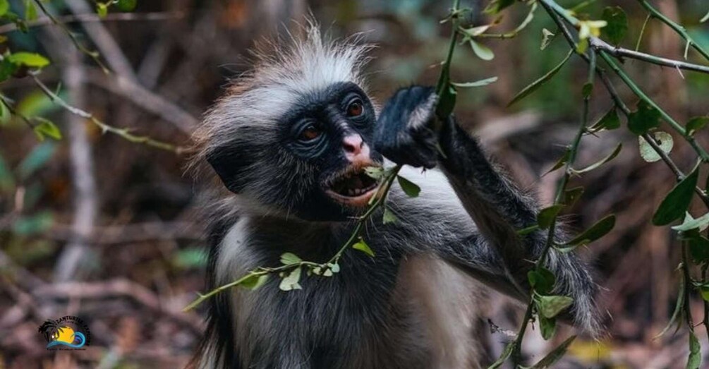 Zanzibar: Jozani Forest Tour and The Rock Restaurant 1