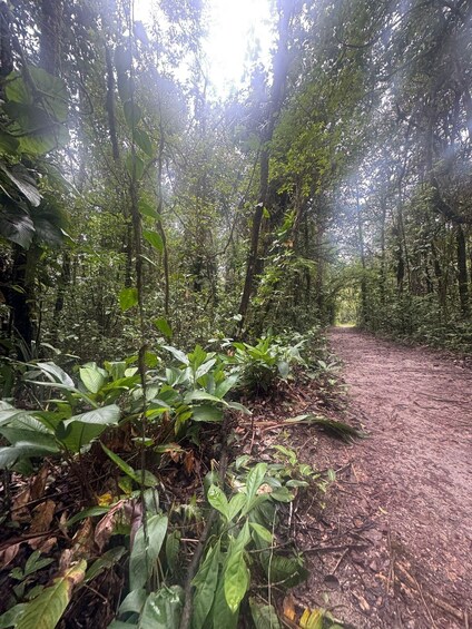 A forested area with a dirt path. 5