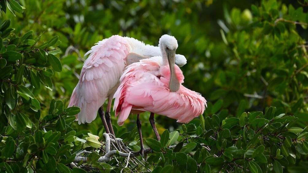 Private Tour! Celestun, Salinera, Hacienda Real and Flamingos from Merida 2