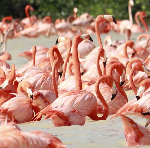 Private Tour! Celestun, Salinera, Hacienda Real and Flamingos from Merida 1