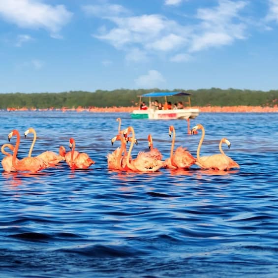 Private Tour! Celestun, Salinera, Hacienda Real and Flamingos from Merida 5