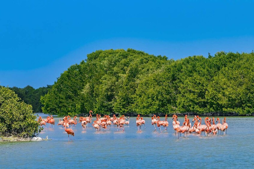 Private Tour! Celestun, Salinera, Hacienda Real and Flamingos from Merida 4