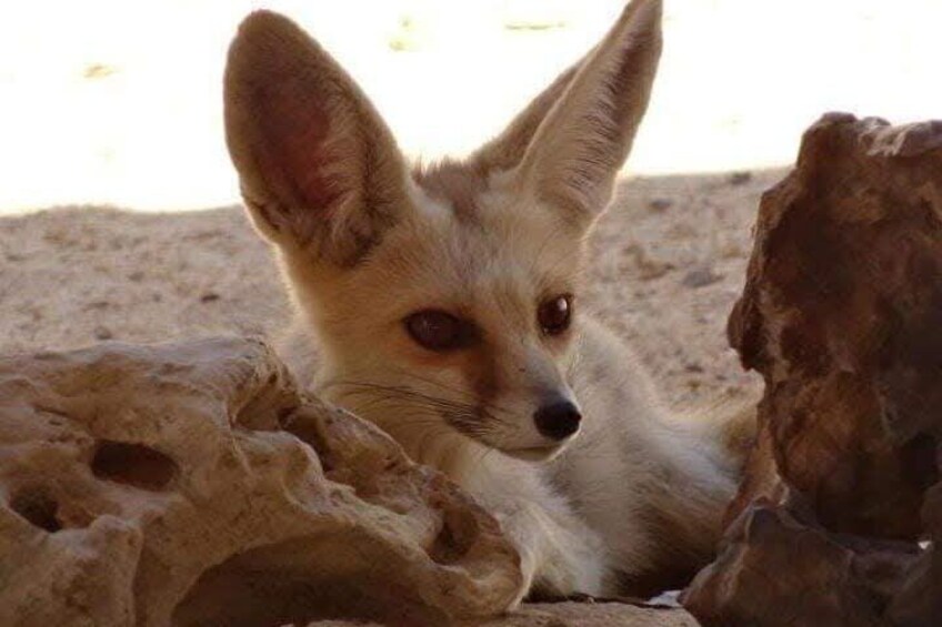 A fox with large ears and a light coat, resting on a rock. 2