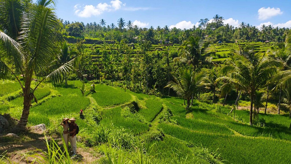 A lush green rice paddy with terraced fields and palm trees. 5