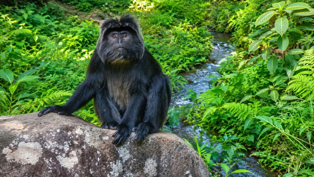 A monkey sitting on a rock by a stream in a lush green forest. 1
