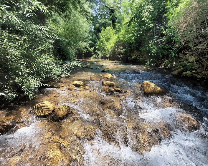 A rocky stream with water flowing over rocks, surrounded by dense green foliage. 5