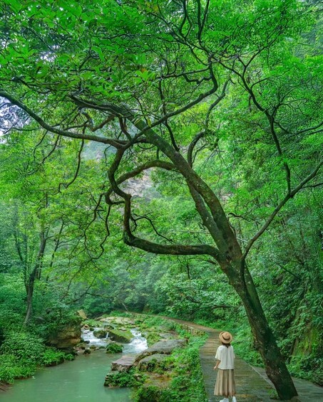 Picture 6 for Activity Zhangjiajie Ticket: Avatar & Tianmen Mountain & Glass Bridge 5