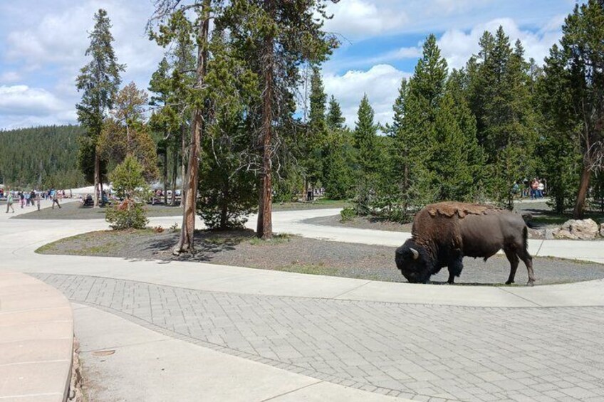 A bison grazing in a park with trees and a paved walkway. 4