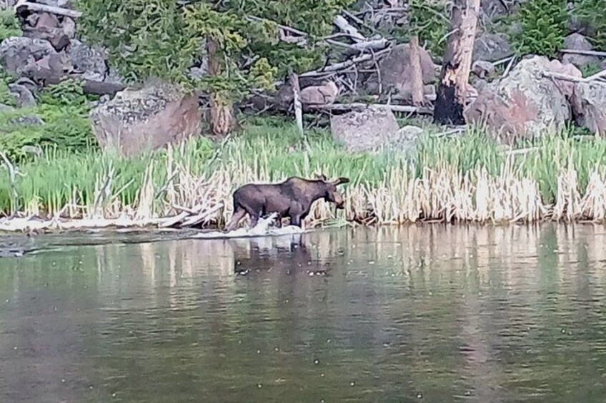 A moose near a body of water with grass and rocks in the background. 5