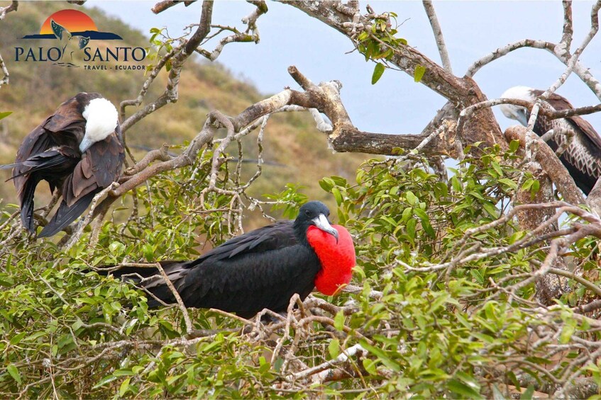 Picture 9 for Activity Puerto López: Isla de la Plata: The Magic of Mini Galápagos Awaits You 3