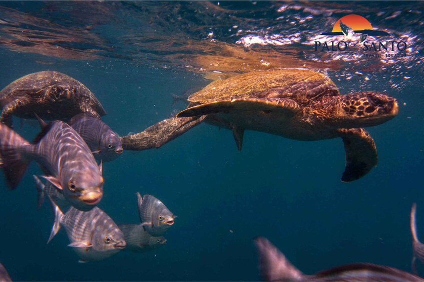 Picture 7 for Activity Puerto López: Isla de la Plata: The Magic of Mini Galápagos Awaits You 5