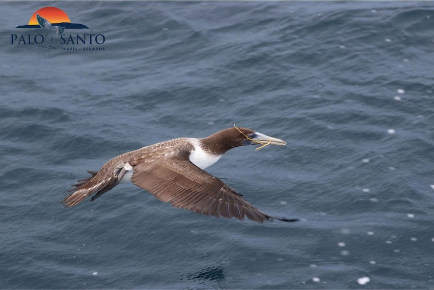Picture 12 for Activity Puerto López: Isla de la Plata: The Magic of Mini Galápagos Awaits You 4