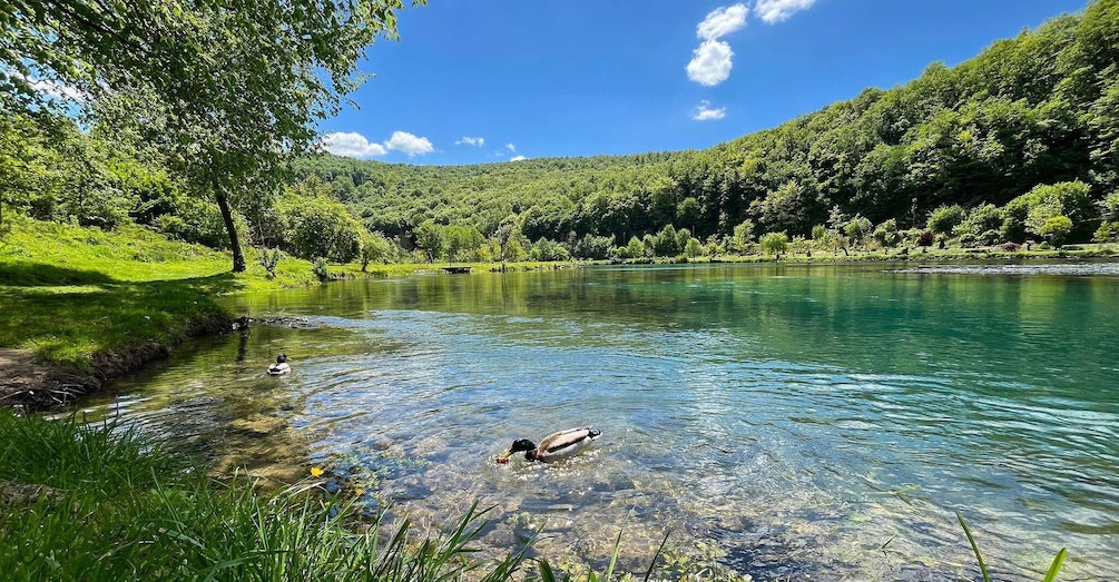 A clear lake surrounded by lush greenery and trees. 2