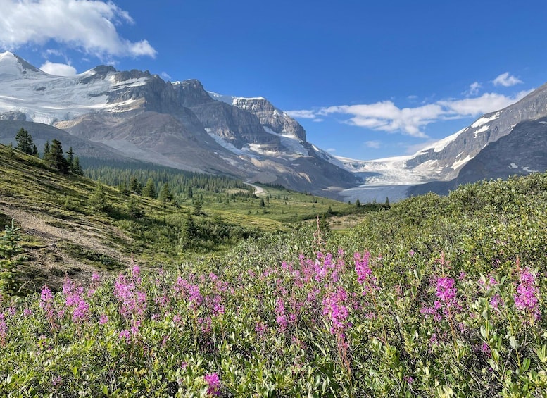 A mountainous landscape with a valley, snow-capped peaks, and a field of purple flowers. 1