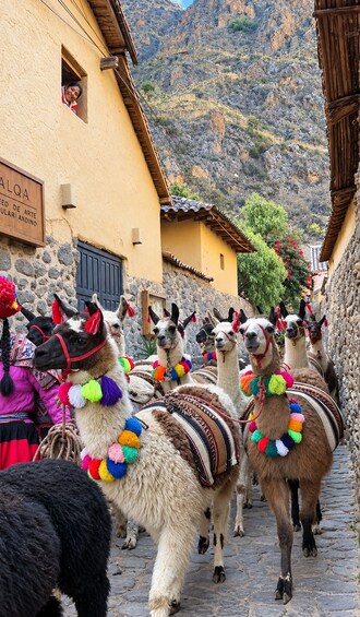 Llamas with colorful decorations walking down a cobblestone street in a mountainous area. 1