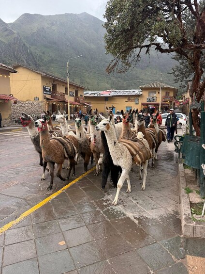 A group of llamas with saddles walking down a street in a town with buildings and mountains in the background. 1