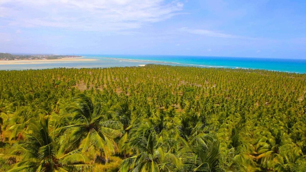 A coastal landscape with dense palm tree plantations and a beach in the background. 5