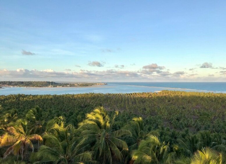 A coastal landscape with dense palm trees, a clear sky, and a distant view of a small island. 2