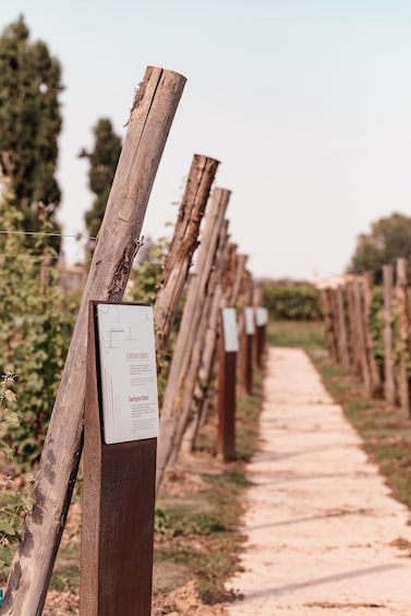 A vineyard with rows of grapevines and a signboard. 3
