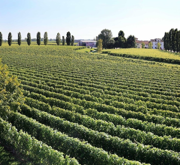 A vineyard with rows of grapevines, trees, and buildings in the background. 4
