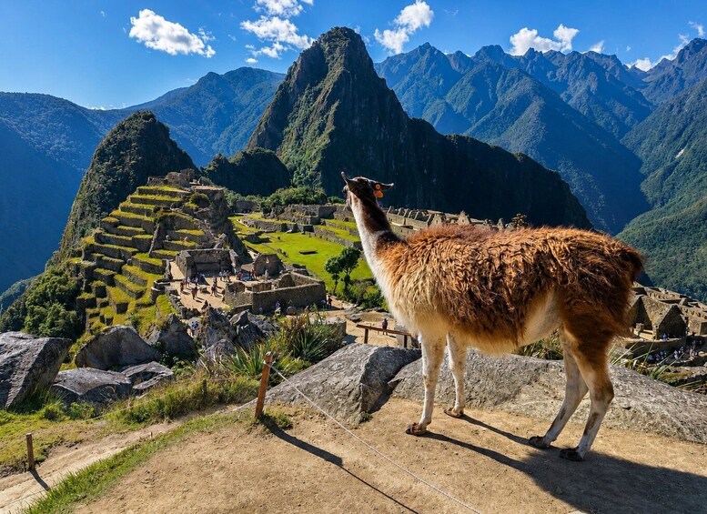 A llama standing in front of Machu Picchu with the Inca ruins and mountains in the background. 1
