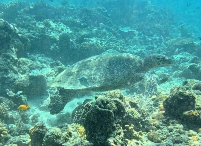 A sea turtle swimming among coral reefs. 2