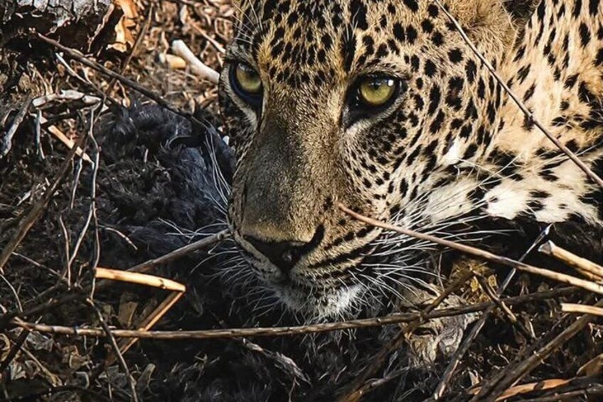 A leopard lying in the grass surrounded by dry branches and leaves. 1