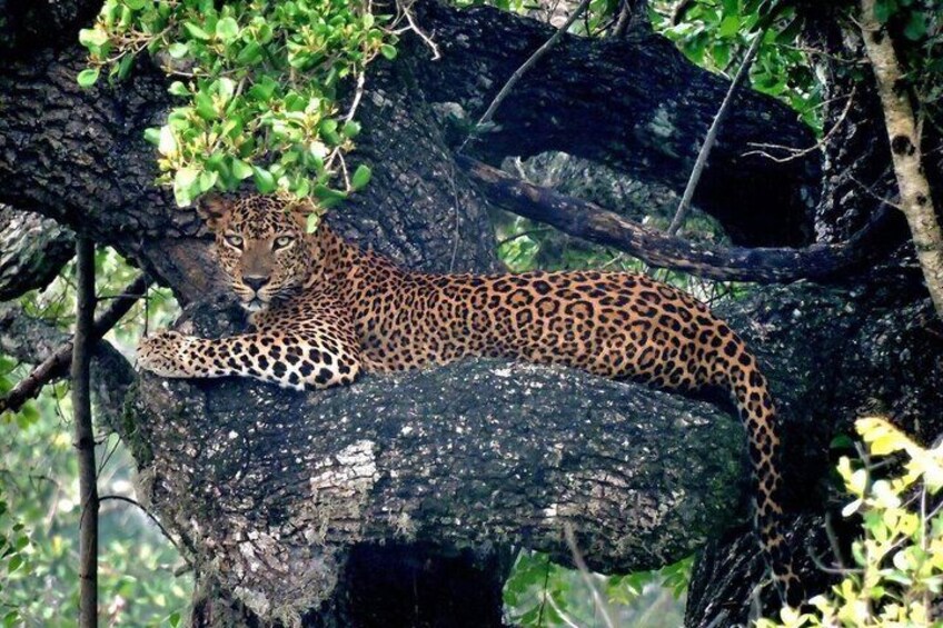 A leopard resting on a tree branch in a forest. 2