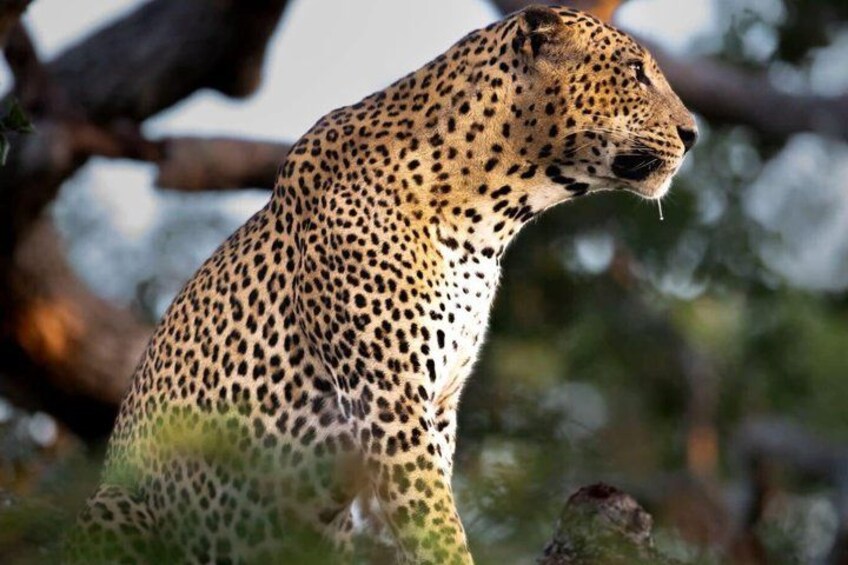 A leopard with a spotted coat, standing in a natural setting with trees and foliage in the background. 3
