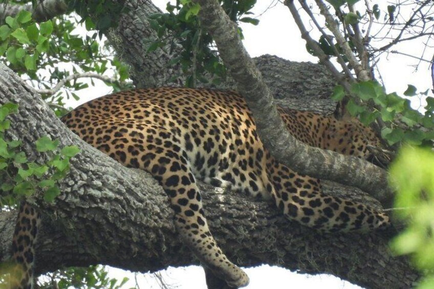A leopard resting on a tree branch. 1