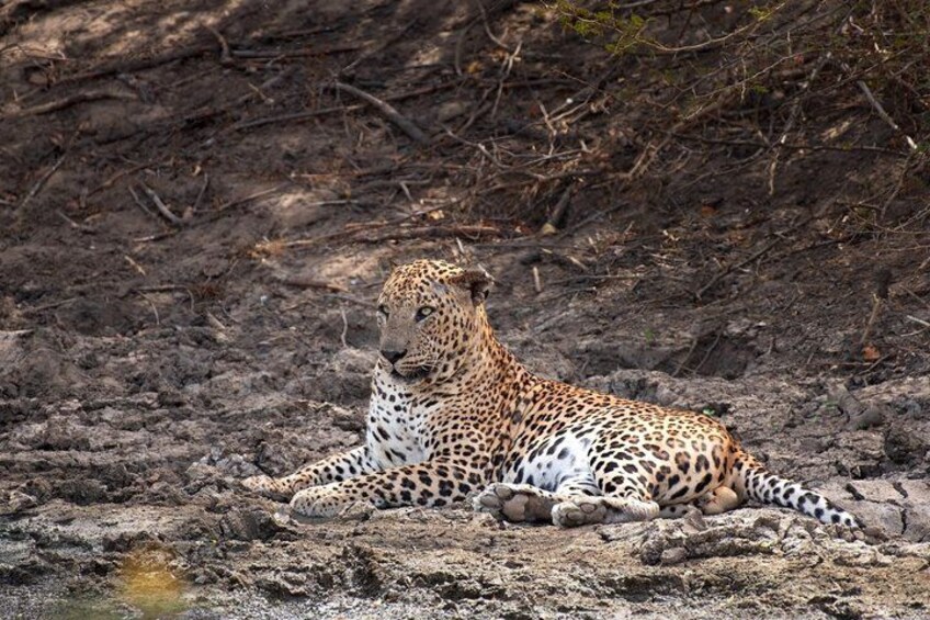 A leopard resting on rocky terrain with sparse vegetation. 4