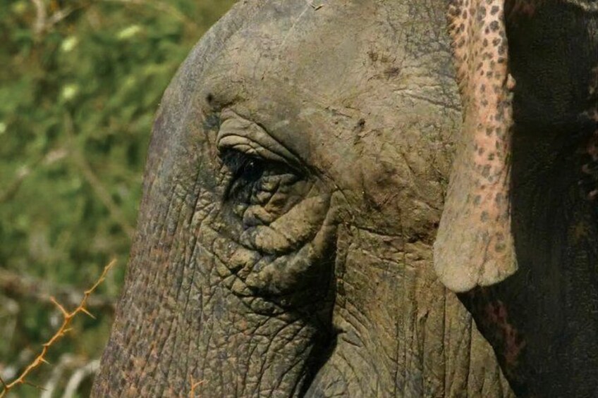 An elephant's textured skin and ear. 5