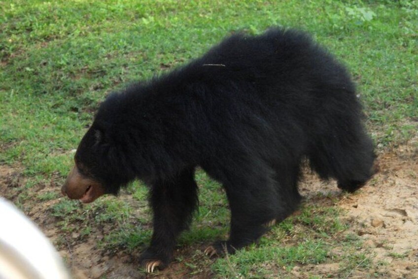 A black bear walking on grass. 4