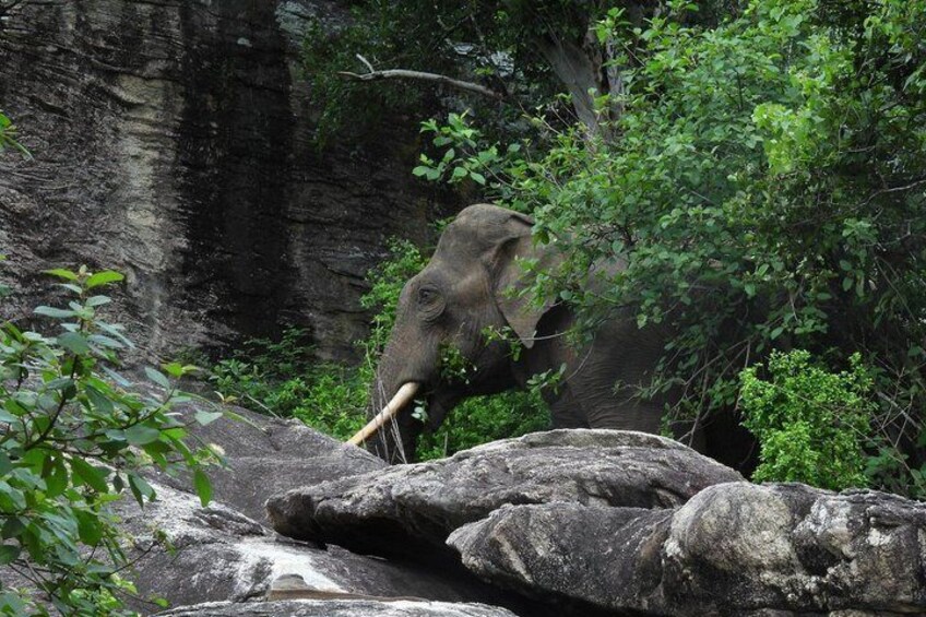 An elephant in a natural setting with rocks and greenery. 5