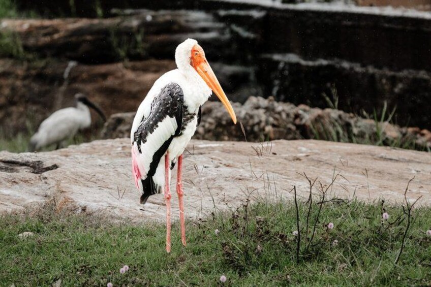 A stork standing on a rock with a grassy foreground and a rocky background. 3