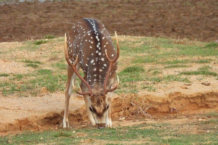 A deer with white spots on its back and antlers, grazing on grass in a dry, open field. 3